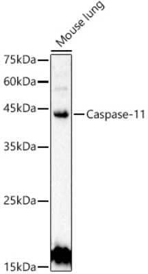 Western Blot: Caspase-4 AntibodyAzide and BSA Free [NBP3-05650]